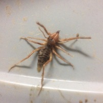 The first camel spider I killed! Luckily they are harmless, just fast and creepy.