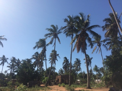 Palm trees of Inhambane province